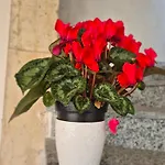 Apartamento La Dolce Corte